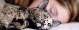 ישן חתול