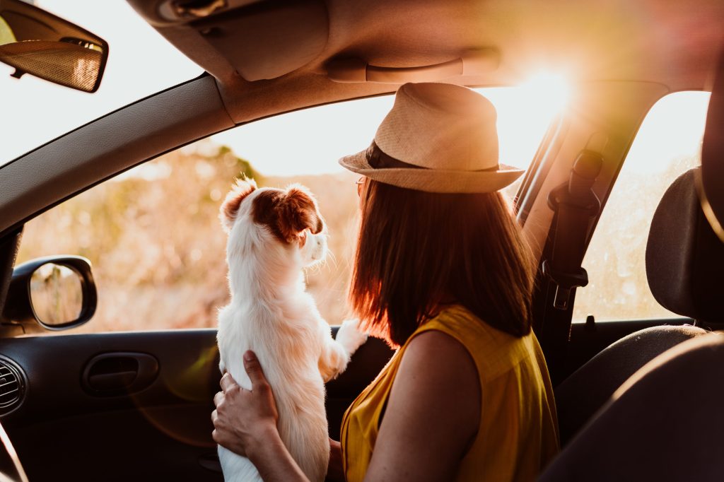 בעל כלב וחיית מחמד מסתכל ליד החלון במכונית