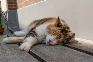 תשישות חום של חתול