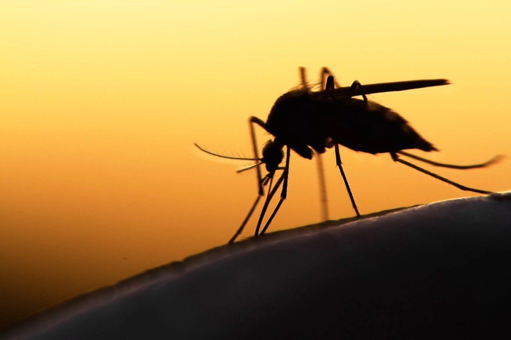 יתושים הם מטרד שנמצא בכל העולם, במיוחד סביב סביבות חמות ולחות כמו אגמים וביצות.